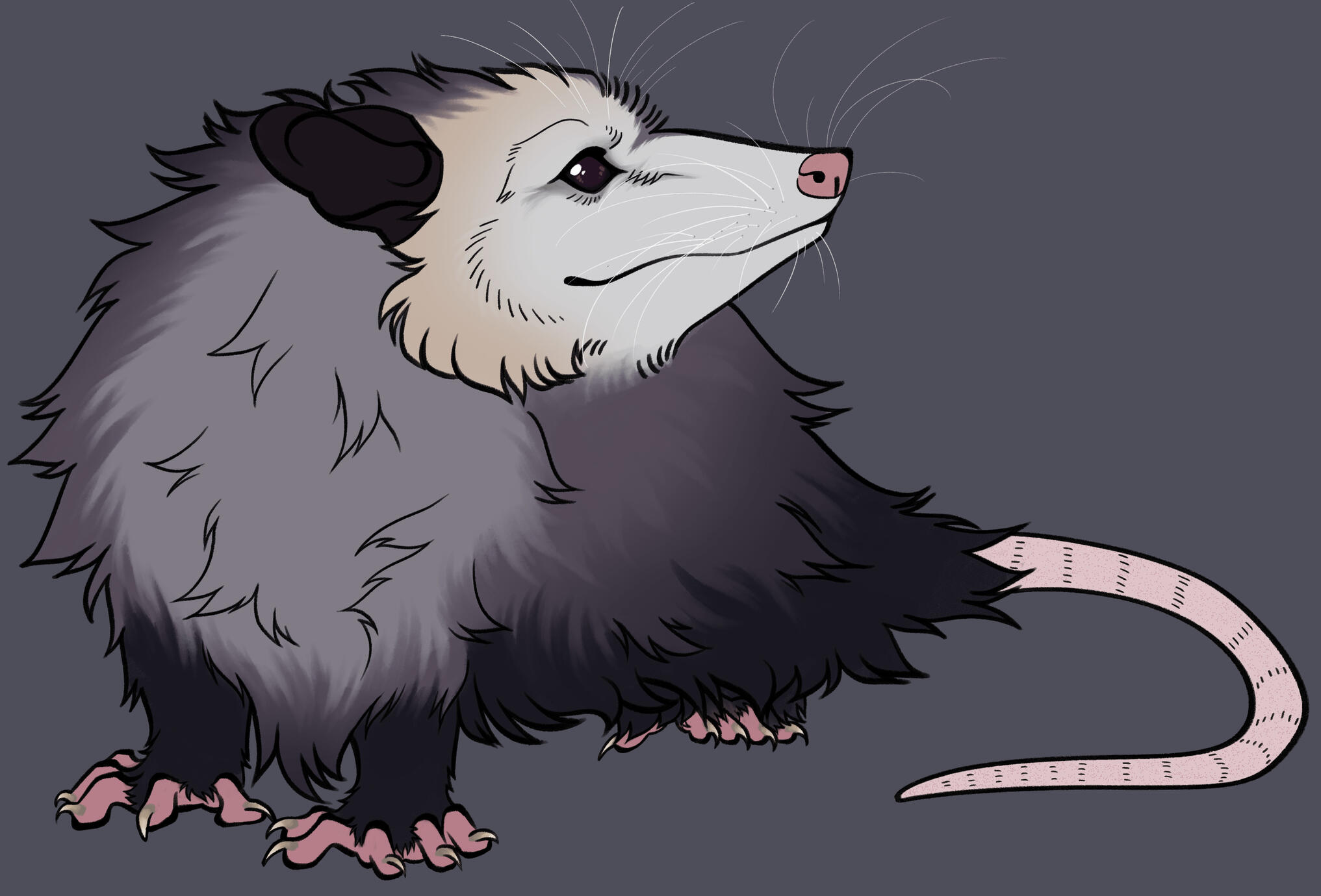 Virginia Opossum Stylized Scientific Illust. (Winter 2025)